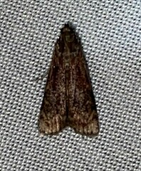 Euzophera semifuneralis