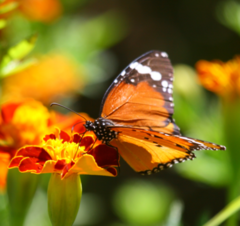 Danaus chrysippus orientis
