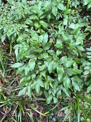 Vaccinium corymbosum