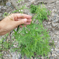 Florestina tripteris