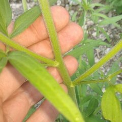 Florestina tripteris