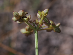 Cymopterus lemmonii