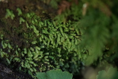 Fissidens osmundioides