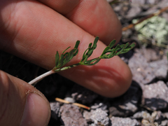 Cymopterus lemmonii
