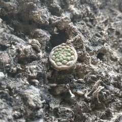 Strombocactus disciformis esperanzae