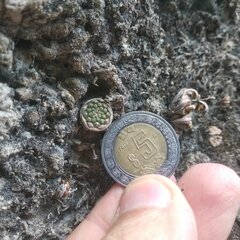 Strombocactus disciformis esperanzae