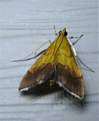 Pyrausta bicoloralis