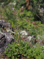 Artemisia franserioides