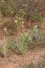 Oxychloris scariosa