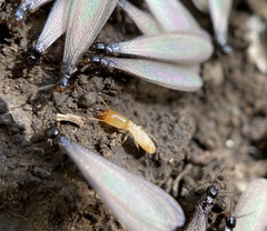 Reticulitermes hesperus