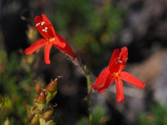 Penstemon pinifolius