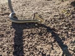 Masticophis taeniatus