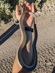 Masticophis taeniatus