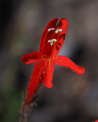 Penstemon pinifolius