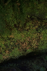 Fissidens osmundioides