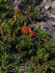 Penstemon pinifolius