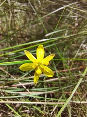 Tricoryne