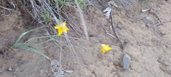 Calochortus barbatus