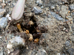 Reticulitermes hesperus