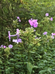 Phlox glaberrima