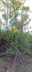 Calochortus barbatus