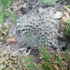 Mammillaria