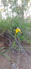Calochortus barbatus
