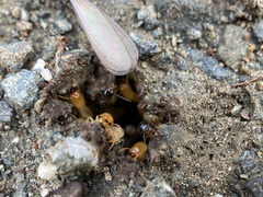 Reticulitermes hesperus