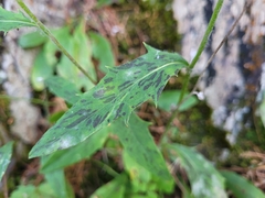 Hieracium robinsonii