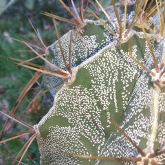 Astrophytum ornatum
