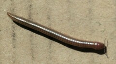 Cylindroiulus punctatus