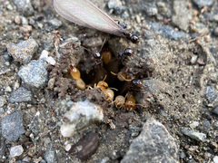 Reticulitermes hesperus
