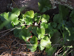 Heuchera soltisii