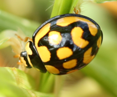 Cheilomenes lunata