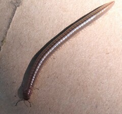 Cylindroiulus punctatus