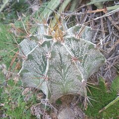 Astrophytum ornatum