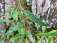 Hieracium robinsonii
