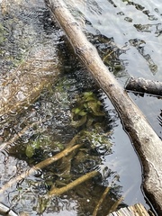 Potamogeton amplifolius