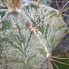 Astrophytum ornatum