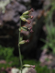 Silene scouleri pringlei