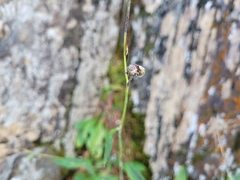 Hieracium robinsonii