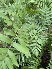Osmunda spectabilis