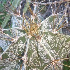 Astrophytum ornatum
