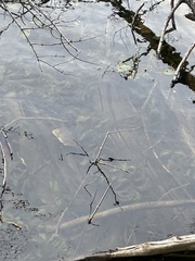 Potamogeton amplifolius