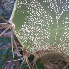 Astrophytum ornatum