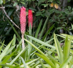 Quesnelia quesneliana