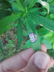 Botryosphaeria dothidea