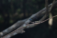 Heliocypha perforata