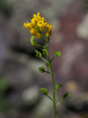 Draba helleriana