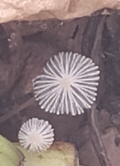 Psathyrellaceae